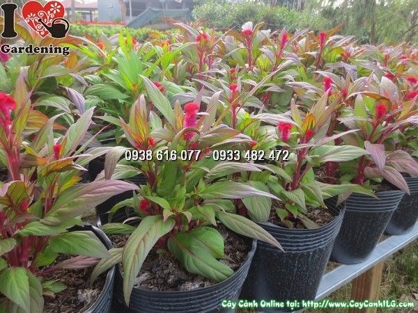 cây hoa mào gà giống nhiều màu sắc rực rỡ