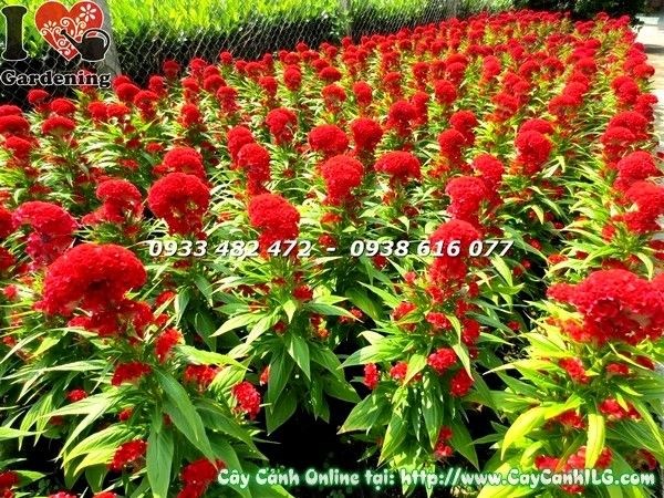 Cây hoa mào gà rực rỡ tại vườn ILG