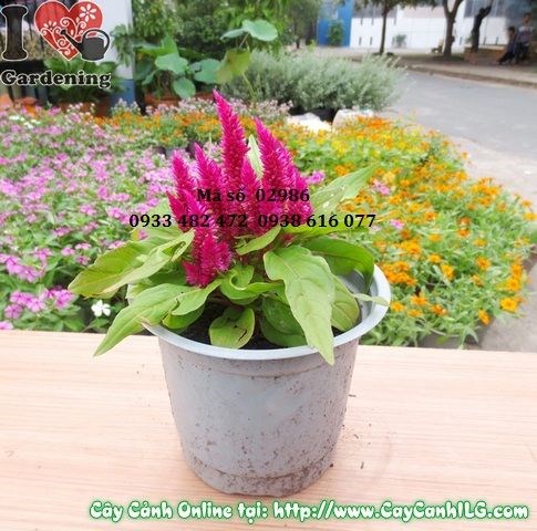 Cây hoa mào gà Mỹ cao 15cm – sắc hoa rực rỡ trang trí bồn hoa