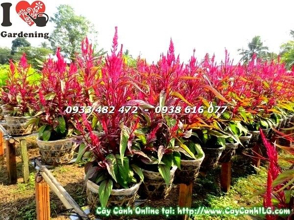 Cây hoa mào gà tím Ms 19546 – hình chụp thực tế tại vườn ILG