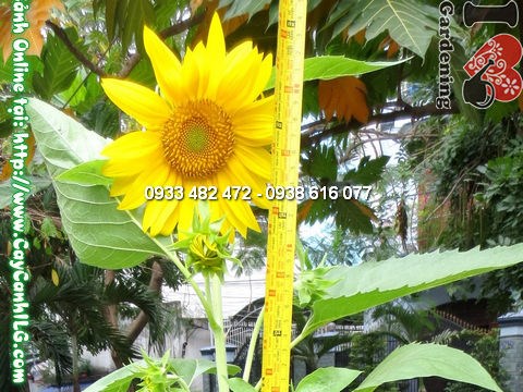 Cây hoa mặt trời 80cm hoa vàng rực rỡ tại vườn ILG