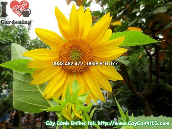 Cây hoa mặt trời 80cm trồng ngoài sân vườn