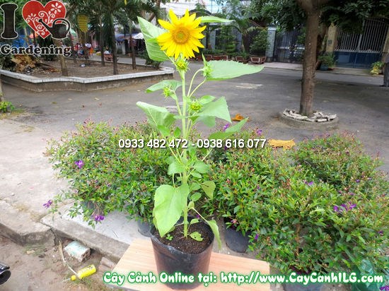 Chi tiết hoa mặt trời 80cm - đĩa hoa và cánh vàng