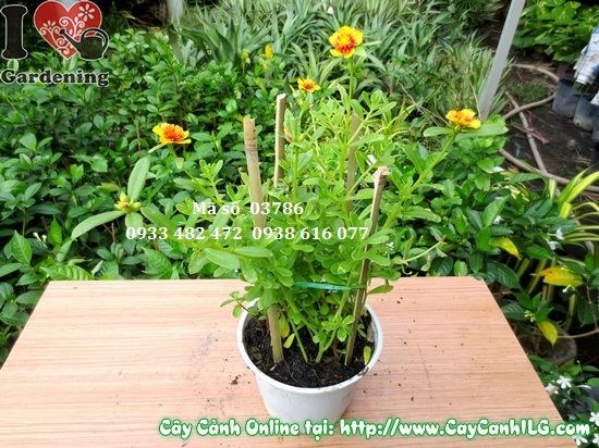 Cây hoa mười giờ sam giống mới trồng trang trí cảnh quan
