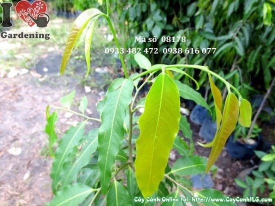 Cây hoàng nam giống cao 1m Ms 08178 – cây giống chất lượng tại ILG