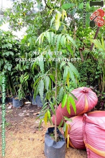 Cây hoàng nam giống 1m – thân thẳng, lá xanh thẫm, dáng cột đẹp