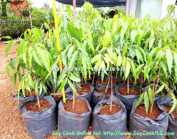 Cây Hoàng Nam trồng cảnh quan công trình – xanh mát quanh năm