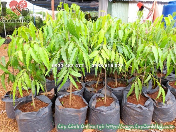 Chăm sóc cây Hoàng Nam – tưới nước đúng cách