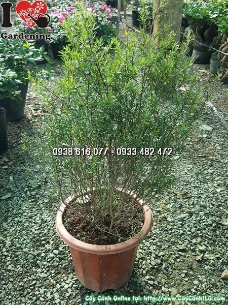 hoa nhất chi mai nở trên cành trơ – đặc điểm nổi bật
