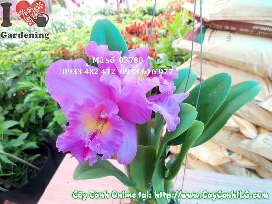 Phong lan Cattleya 30cm - đặc điểm hoa và lá