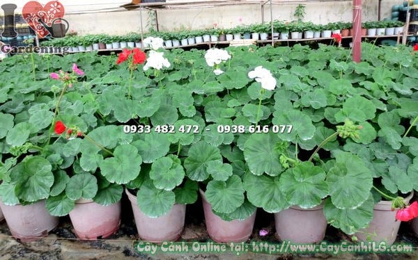 Cây hoa phong lữ màu cam rực rỡ trang trí không gian sống – Ms 15474