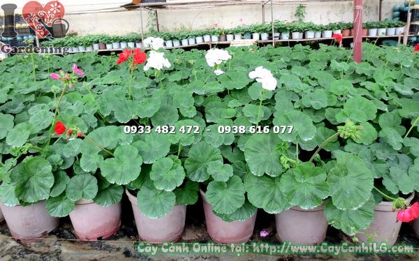 Cây hoa phong lữ trắng trồng chậu trang trí ban công