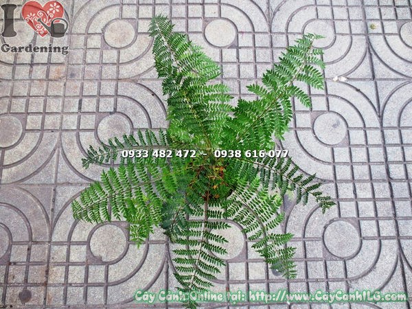 hoa phượng tím màu tím đẹp