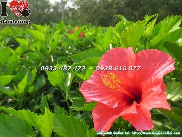Vườn cây hoa râm bụt ILG cung cấp sỉ lẻ