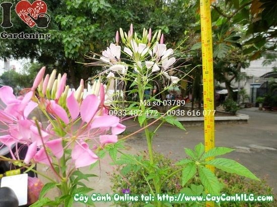 Hoa râu mèo nở trắng tinh, dáng cây đầy đặn cao 80cm