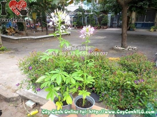 Cây hoa râu mèo 80cm trồng bồn hoa sân vườn