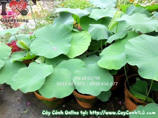 hoa sen nở đẹp khi được đủ nắng