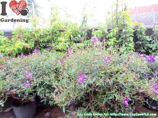 Ứng dụng cây hoa sim tím làm cảnh quan sân vườn và công trình