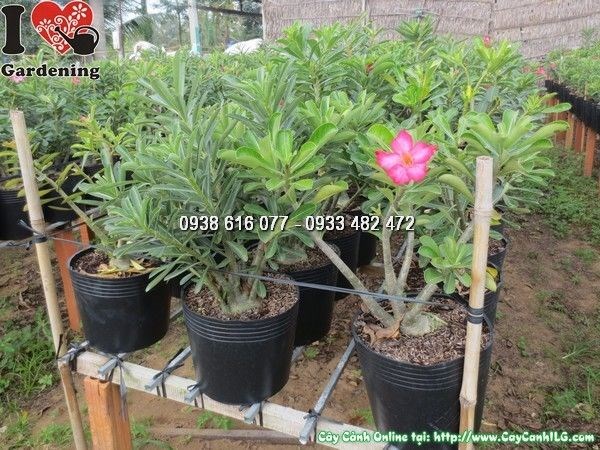 Cây hoa sứ màu hồng cao 40cm – sứ cùi ra hoa hồng rực rỡ