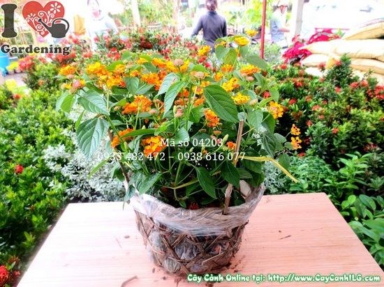 cây hoa trâm ổi 30cm màu sắc rực rỡ trồng trang trí