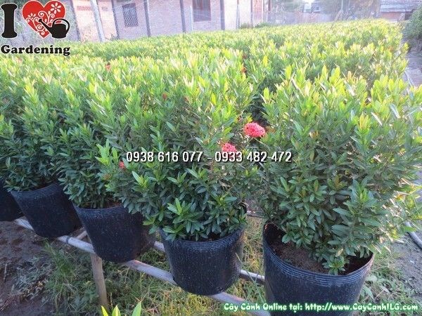 cây hoa trang đỏ 50cm trồng chậu trang trí ngoại thất