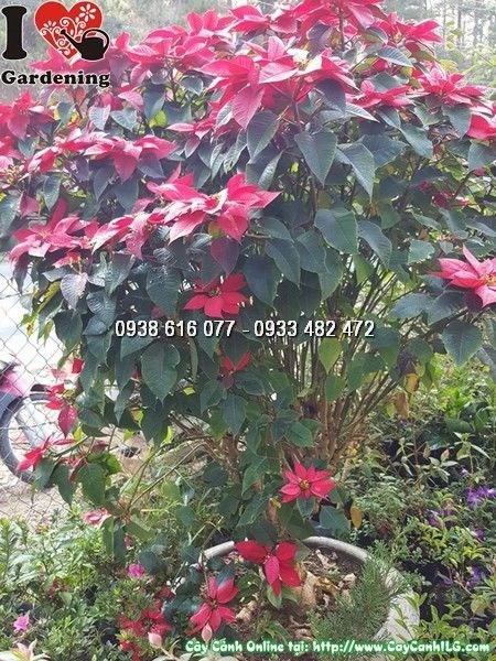 Cây hoa trạng nguyên lớn trắng trưng bày tại vườn ILG