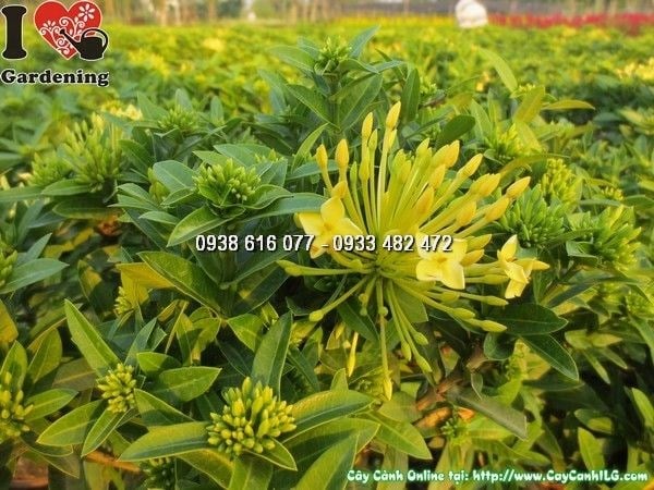 chăm sóc cây hoa trang vàng cao 25cm tưới nước ánh sáng