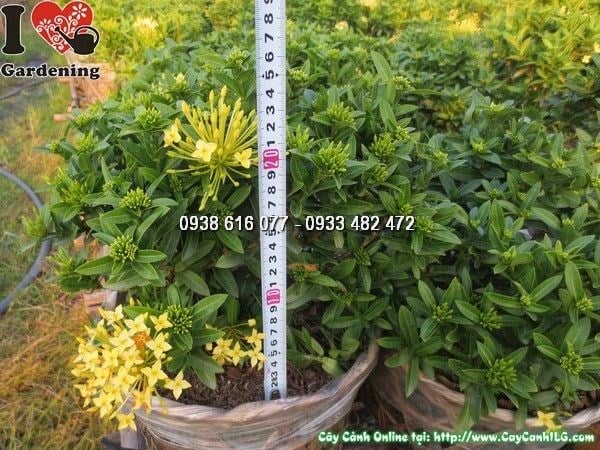 cây hoa trang vàng cao 25cm ms 24032 hình thực tế 5