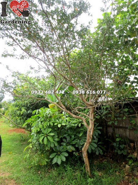 Cây hoa tường vi gốc lớn cao 3m - Ms 17163 - ILG