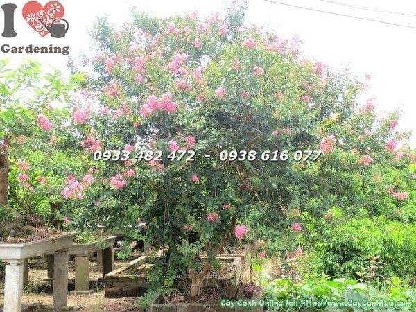Tường vi hồng gốc lớn tán tròn cao 2,5m – toàn cảnh cây tại ILG