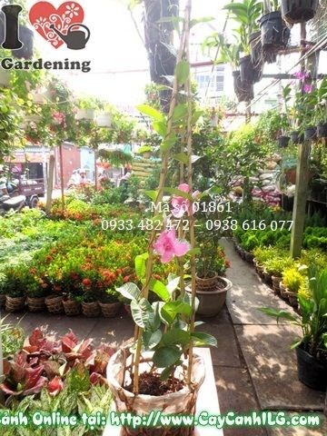 Cây hồng anh 50cm dáng leo giàn trang trí hàng rào sân vườn