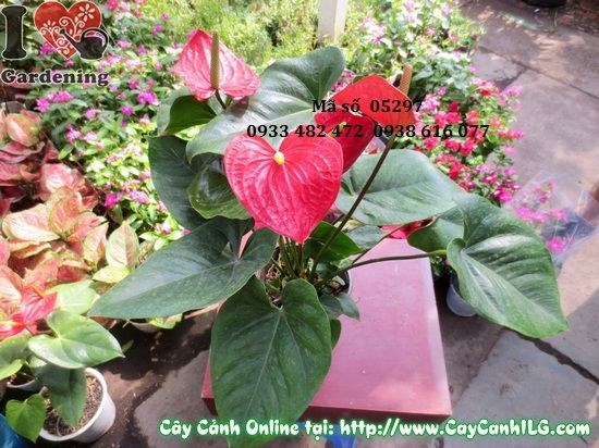 Cây hồng huyết môn cao 40cm lá đỏ đẹp trang trí nội thất