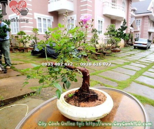 Cây hồng leo bonsai cao 30cm nở hoa đẹp tại vườn ILG