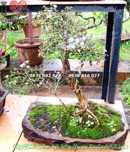 Cây hồng loan mai bonsai 30cm – lá xanh mướt, thân bonsai gọn đẹp