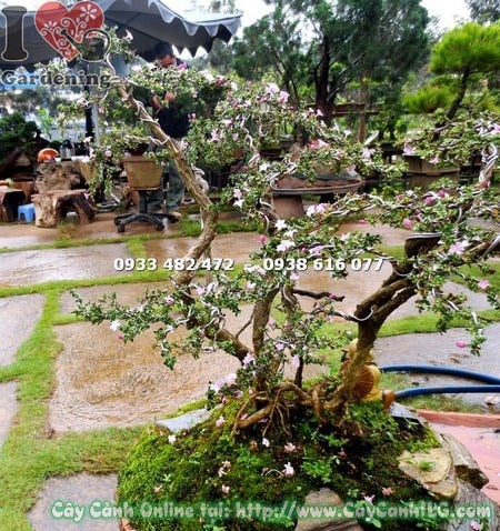 cây hồng loan mai bonsai tiểu cảnh cao 50cm dáng đẹp