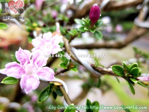 Cây hồng loan mai bonsai tiểu cảnh cao 60cm – hoa nở rực rỡ