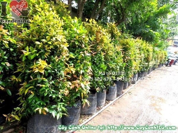Cây hồng lộc cao 140cm Ms 01858 – kích thước lý tưởng cho sân vườn nhà phố