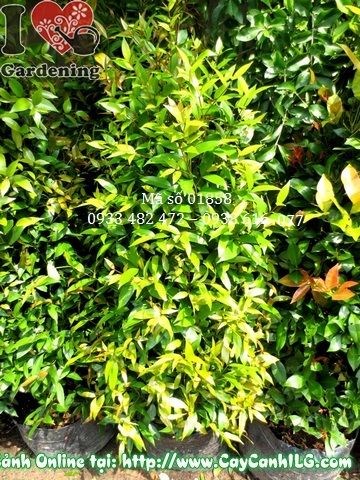 Cây hồng lộc 140cm lá non đỏ hồng đẹp – phù hợp hàng rào xanh sân vườn