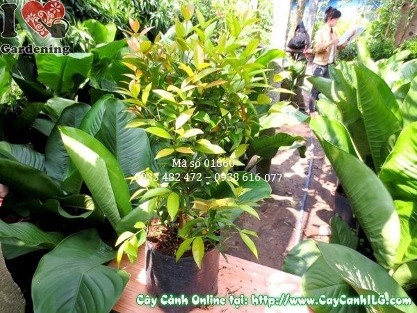 Cây hồng lộc cao 40cm – cung cấp sỉ lẻ, giao toàn quốc tại ILG