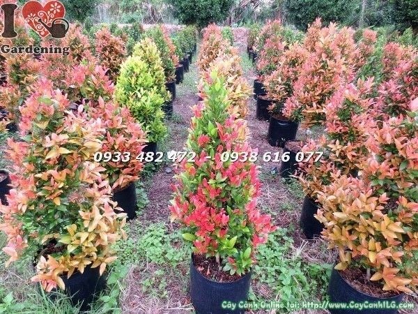Cây hồng lộc đỏ cao 70cm lá non đỏ rực