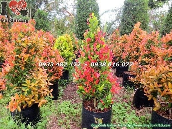 Cây hồng lộc đỏ cao 70cm nhân giống tại vườn ILG