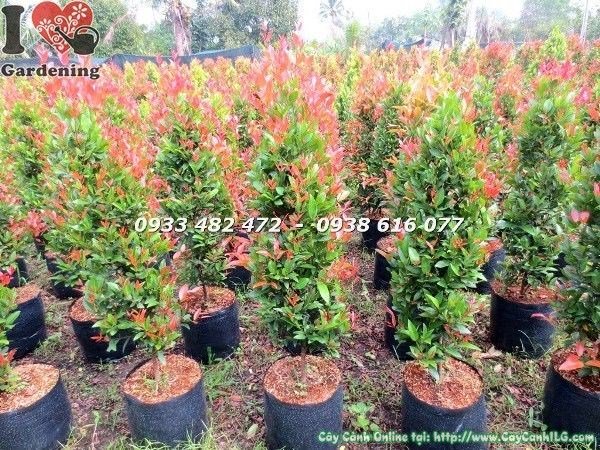 lá hồng lộc đỏ non đỏ rực đặc trưng