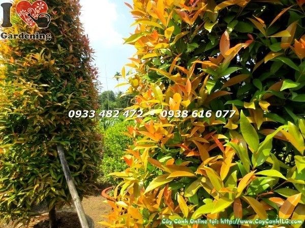 Cây hồng lộc lớn cao 3m5 - toàn cảnh tán rộng, điểm nhấn cảnh quan công trình