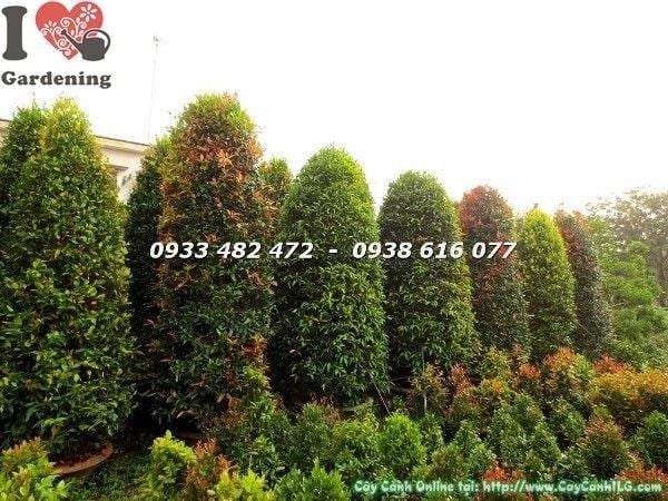 Cây hồng lộc tán tròn cao 3m – Ms 22573 nhìn tổng thể