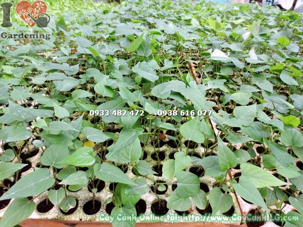 cây hồng môn giống Ms 16004 - cây giống nhỏ khỏe mạnh