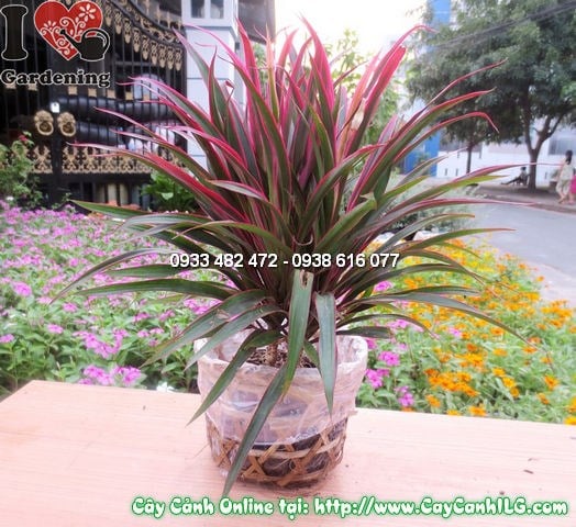 cây hồng phát tài cao 22cm tại ILG