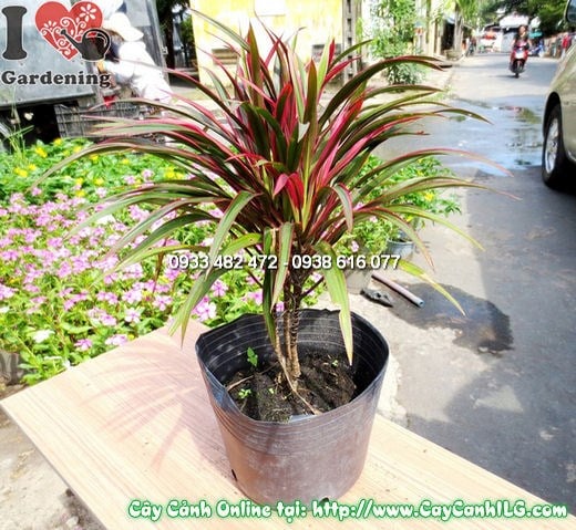 cây hồng phát tài trồng sân vườn