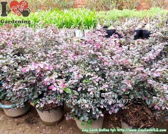 Cây hồng phụng giống mới cao 60cm - cây cảnh sân vườn đẹp TP.HCM