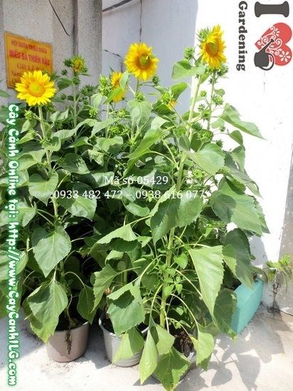 Cây hướng dương giống mới nhiều hoa tại vườn ILG