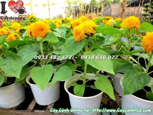 Cây hướng dương khỏe mạnh, hoa đẹp tại ILG